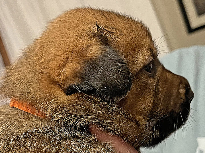 chinook puppy